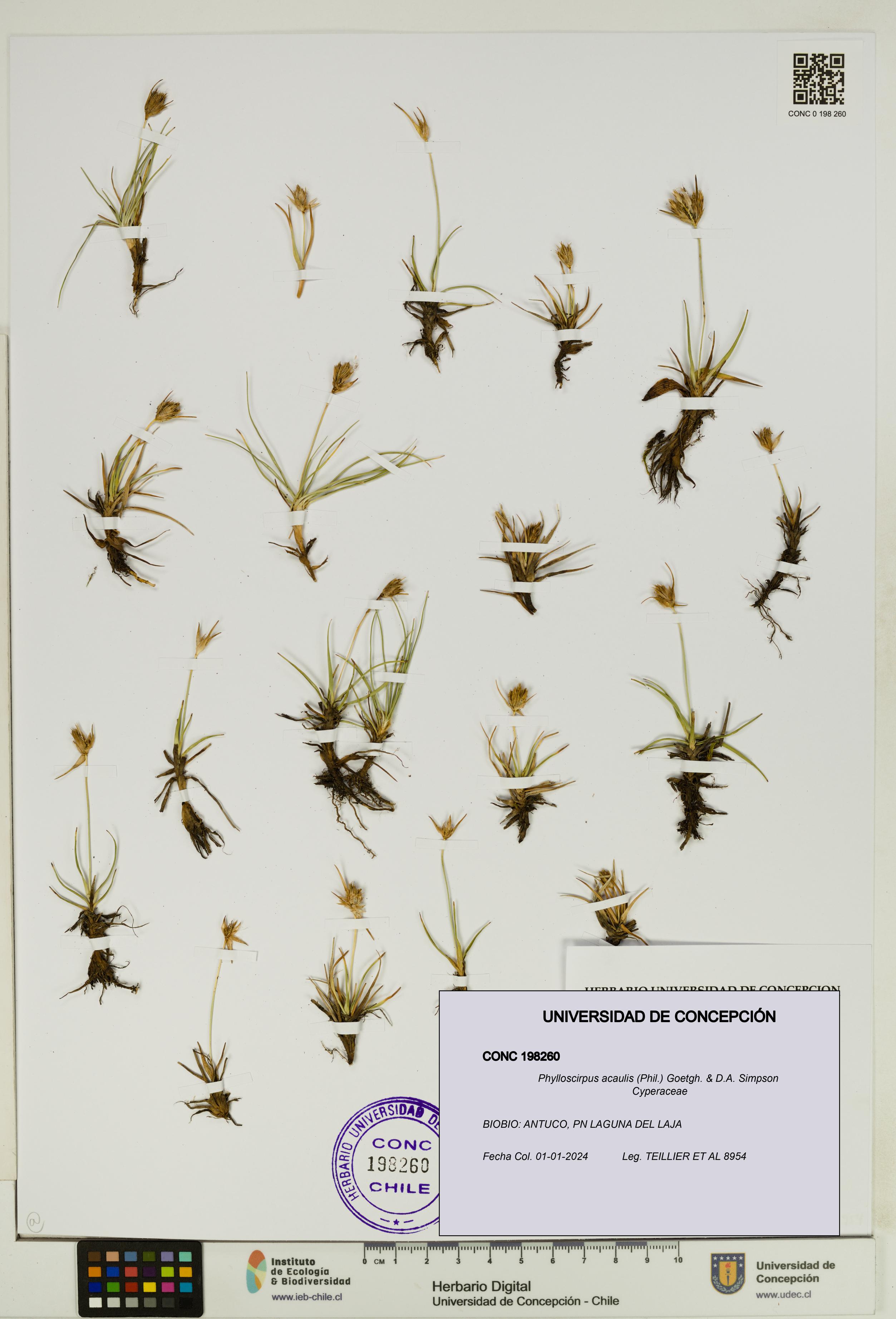 Phylloscirpus acaulis [Espécimen: UDEC:CONC:0198260]