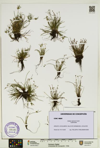Isolepis nigricans [Espécimen: UDEC:CONC:0198261]