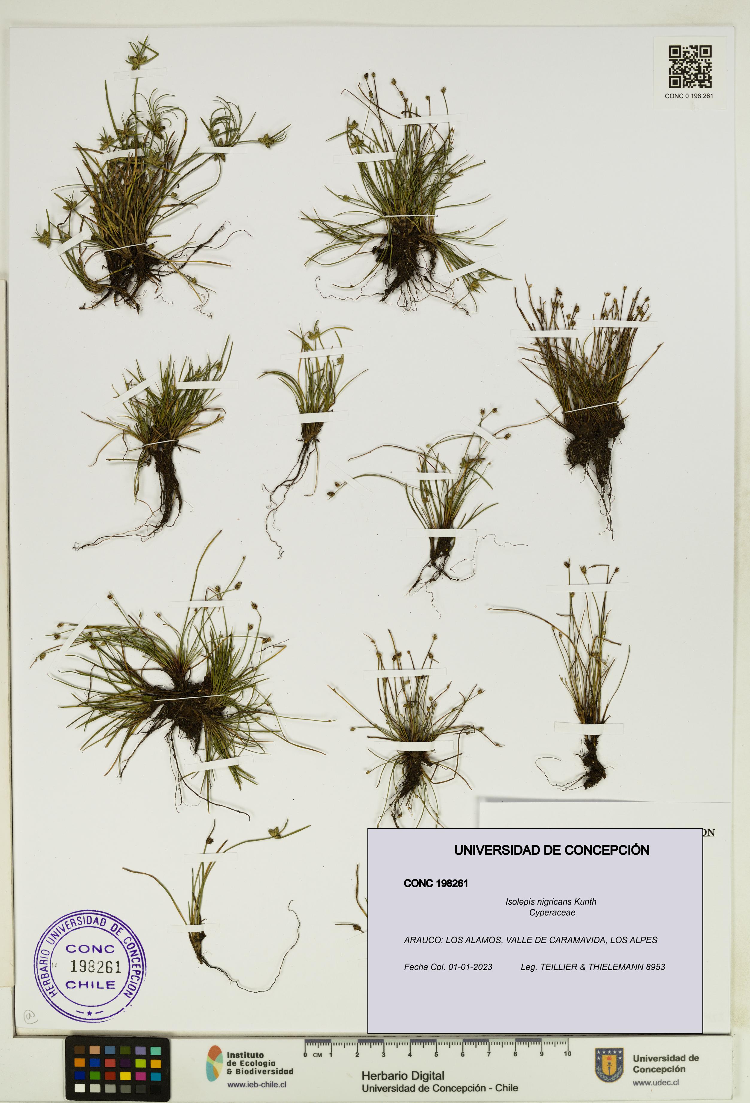 Isolepis nigricans [Espécimen: UDEC:CONC:0198261]