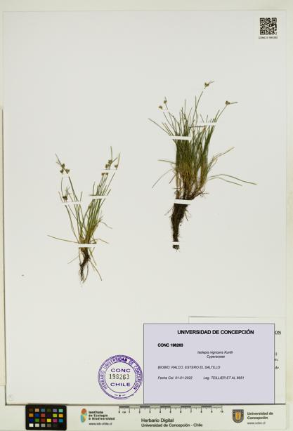 Isolepis nigricans [Espécimen: UDEC:CONC:0198263]