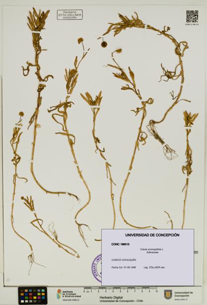 Cotula coronopifolia [Espécimen: UDEC:CONC:0198313]