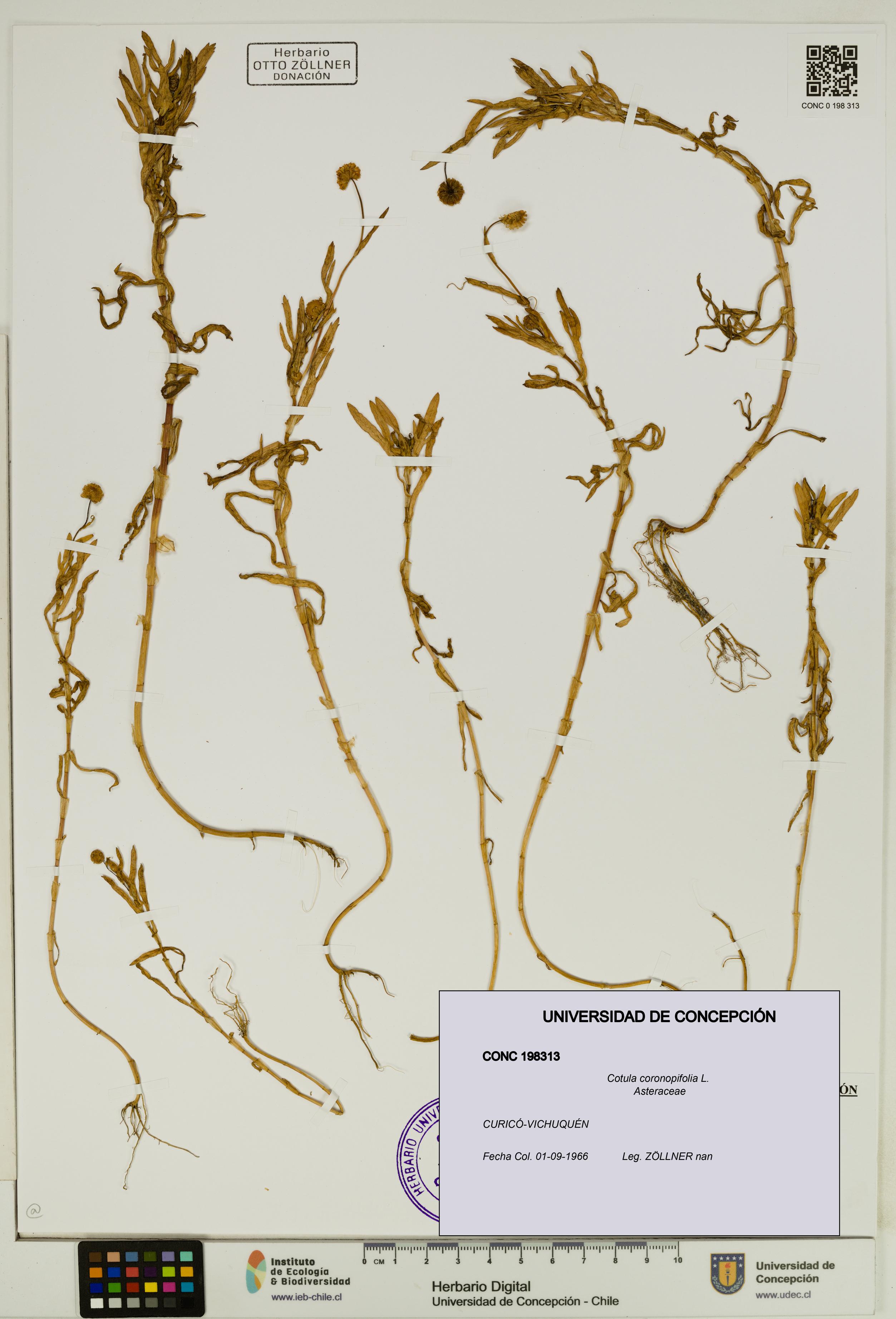 Cotula coronopifolia [Espécimen: UDEC:CONC:0198313]