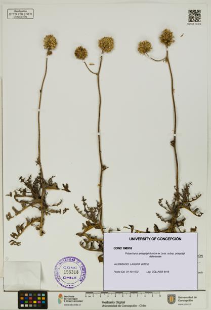 Polyachyrus poeppigii [Espécimen: UDEC:CONC:0198318]