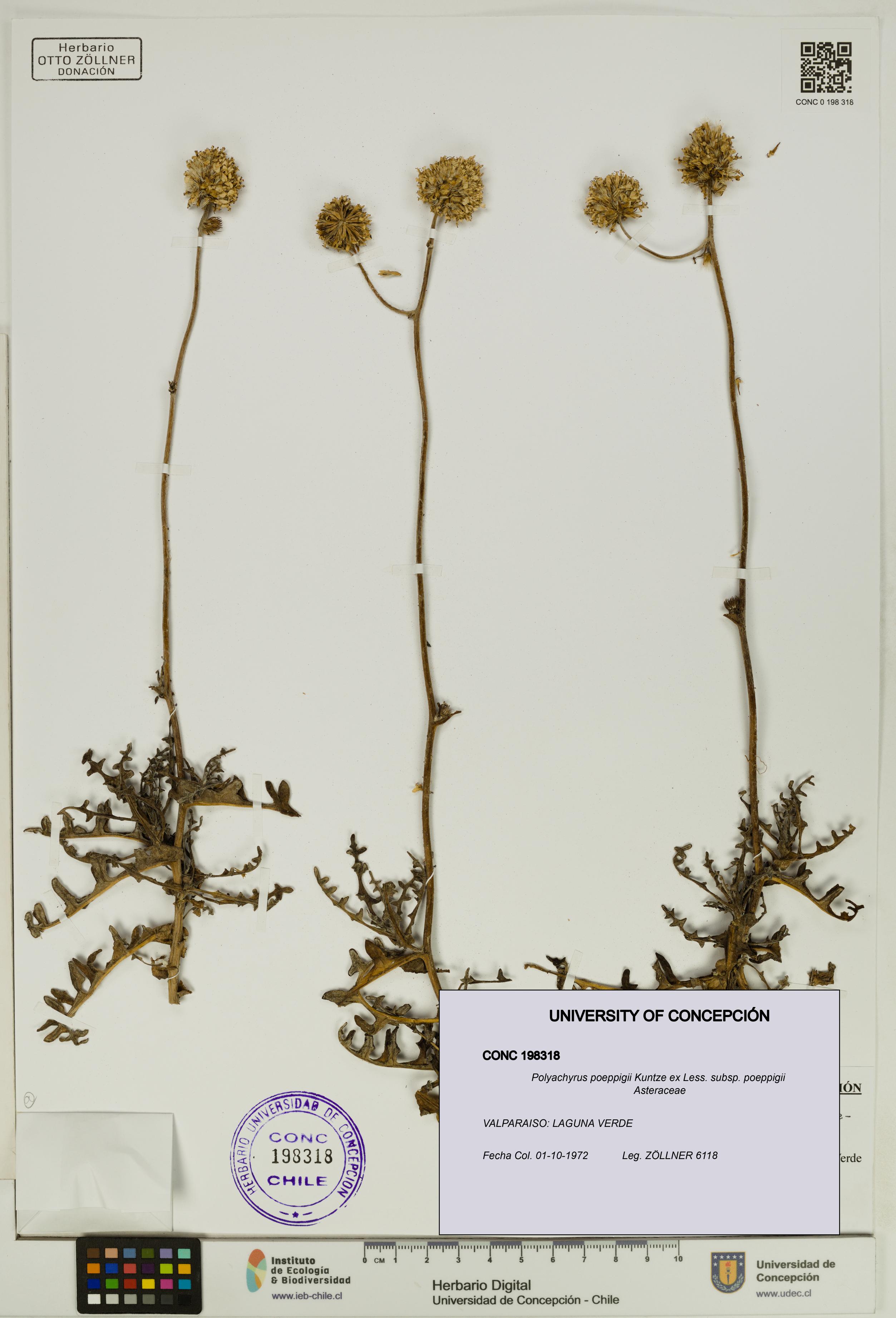 Polyachyrus poeppigii [Espécimen: UDEC:CONC:0198318]