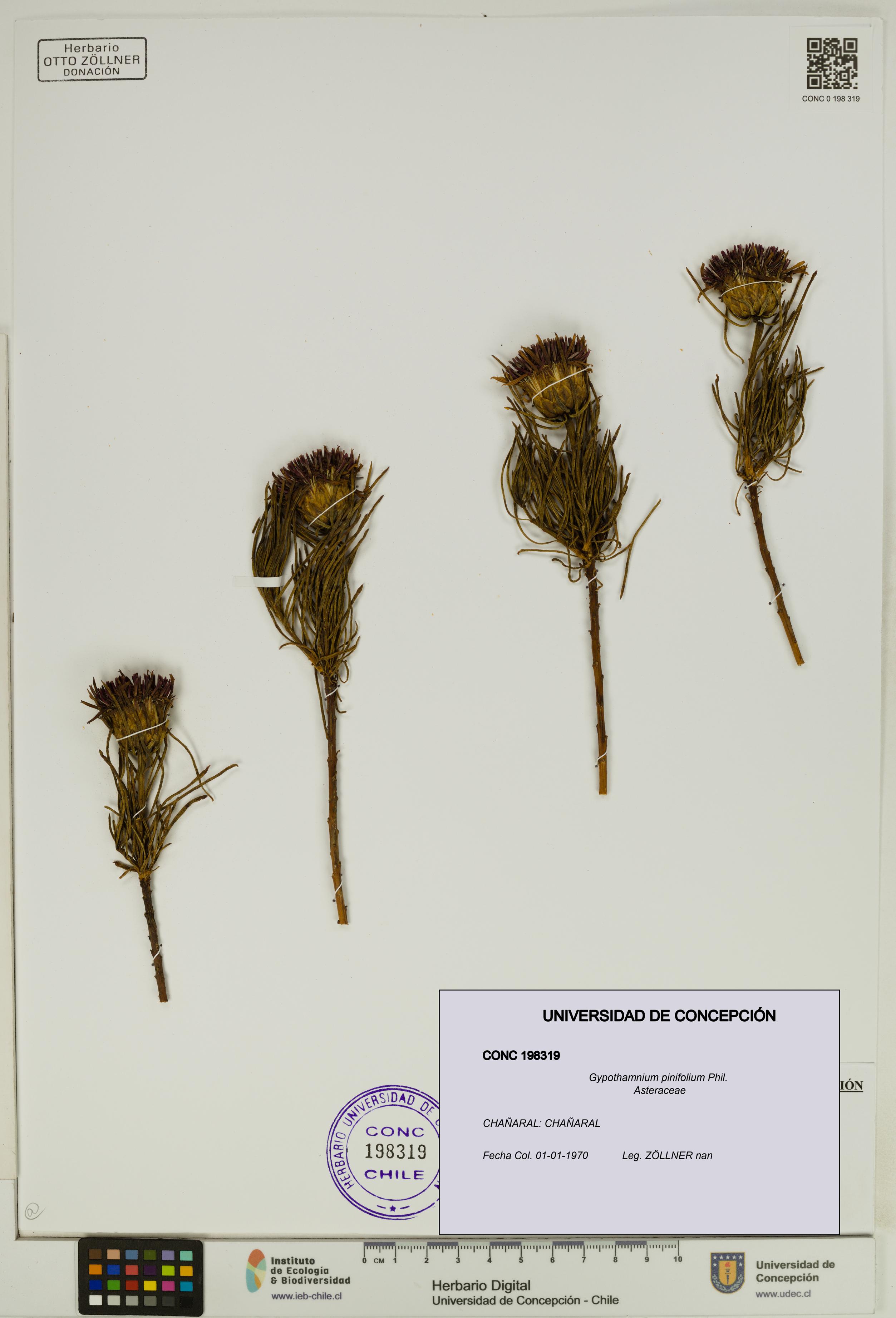 Gypothamnium pinifolium [Espécimen: UDEC:CONC:0198319]