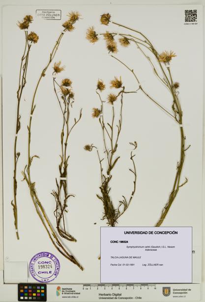 Symphyotrichum vahlii [Espécimen: UDEC:CONC:0198324]