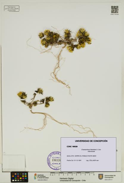 Chaetanthera flabellata [Espécimen: UDEC:CONC:0198326]