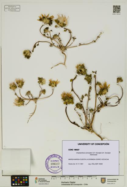 Chaetanthera schroederi [Espécimen: UDEC:CONC:0198327]