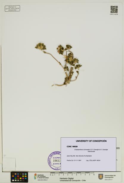 Chaetanthera schroederi [Espécimen: UDEC:CONC:0198328]