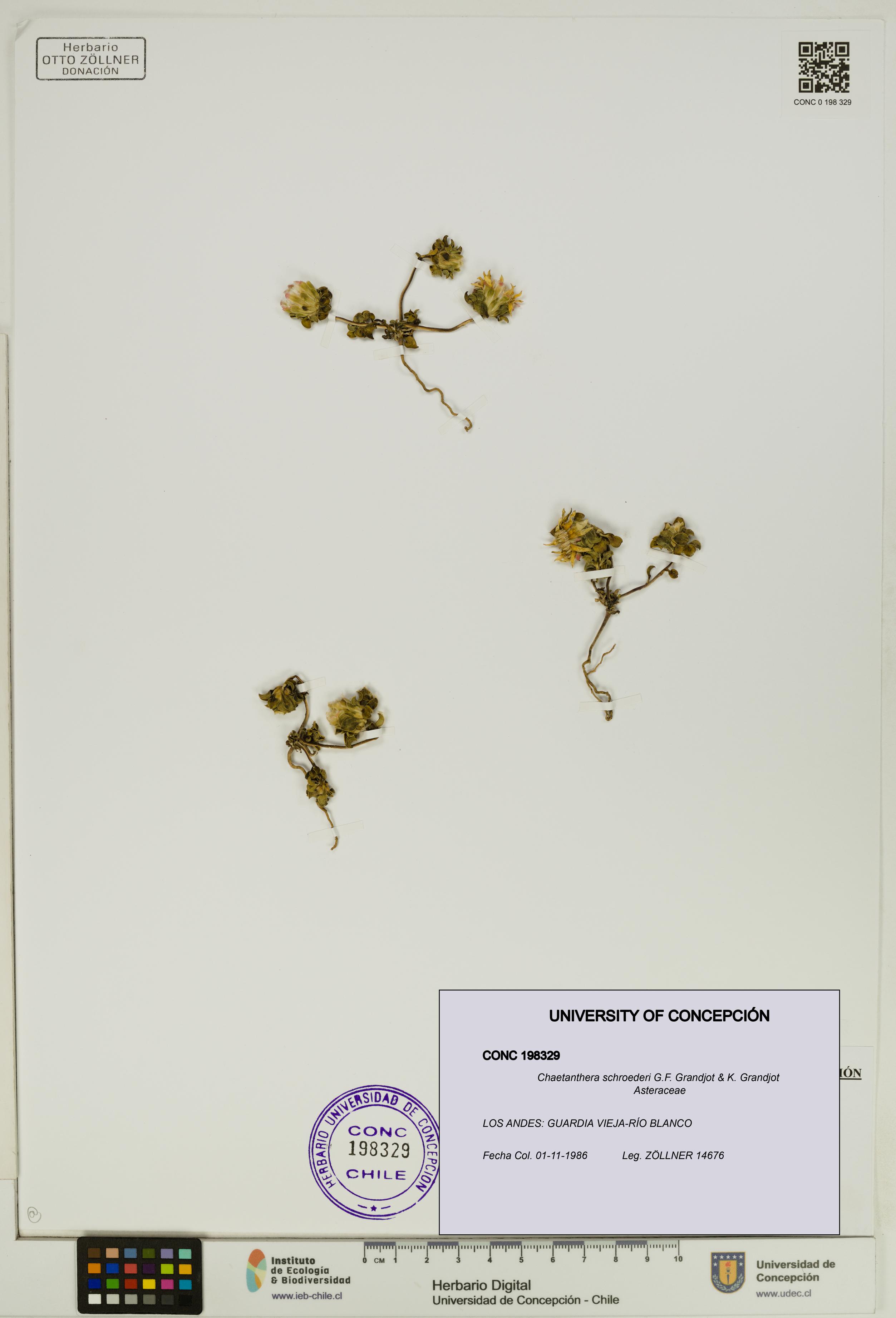 Chaetanthera schroederi [Espécimen: UDEC:CONC:0198329]