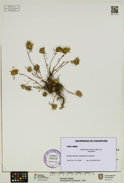 Chaetanthera chilensis [Espécimen: UDEC:CONC:0198330]
