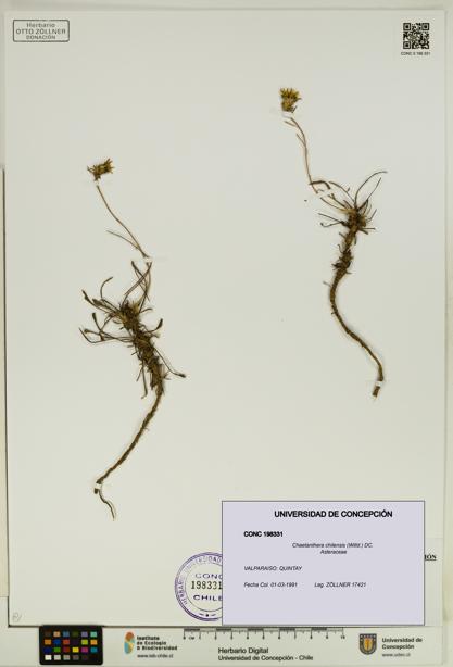 Chaetanthera chilensis [Espécimen: UDEC:CONC:0198331]