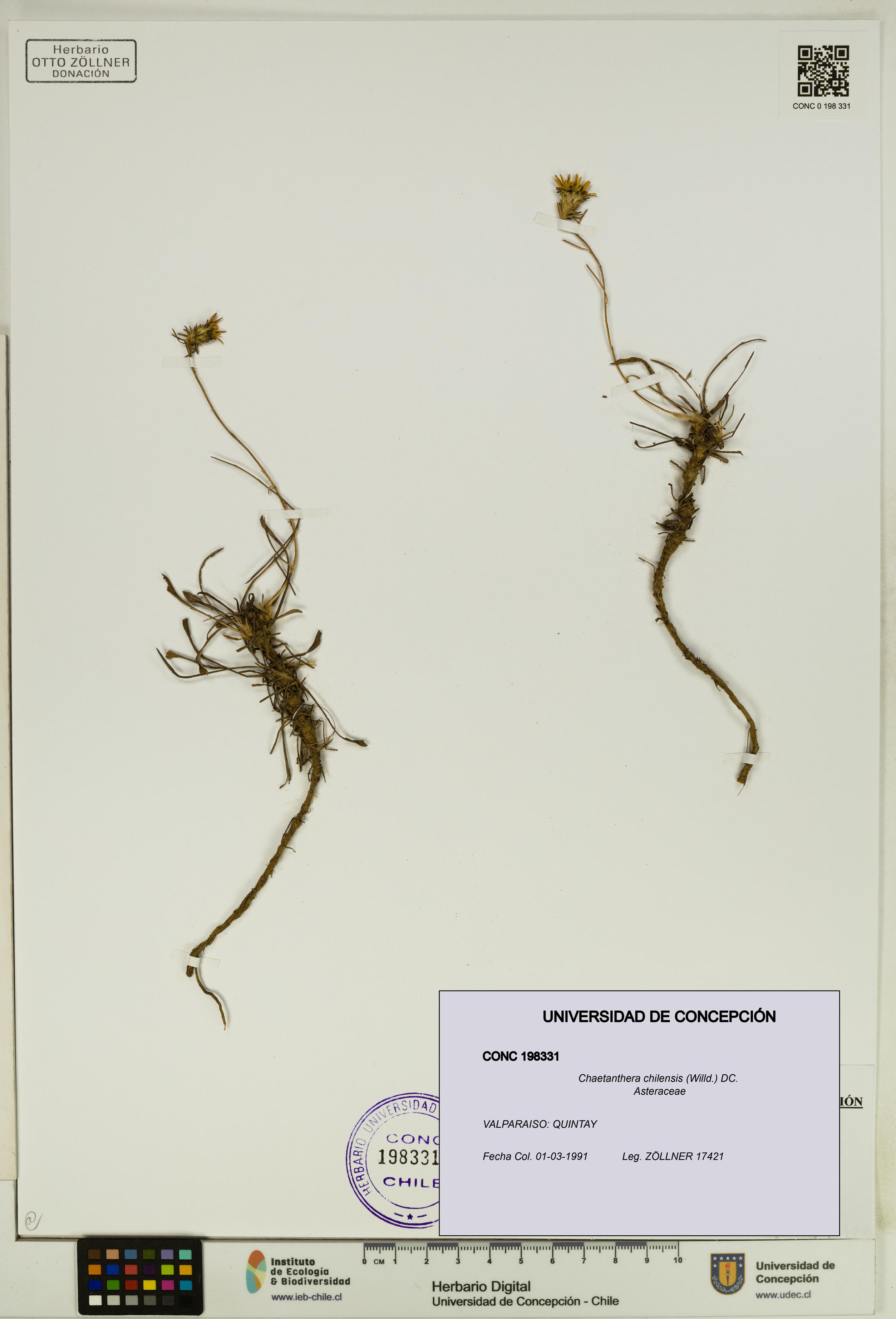 Chaetanthera chilensis [Espécimen: UDEC:CONC:0198331]