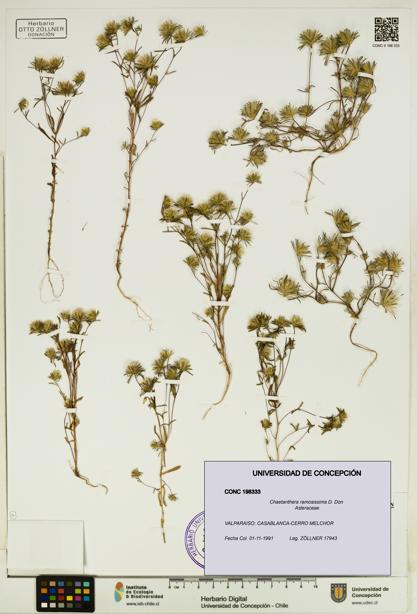 Chaetanthera ramosissima [Espécimen: UDEC:CONC:0198333]