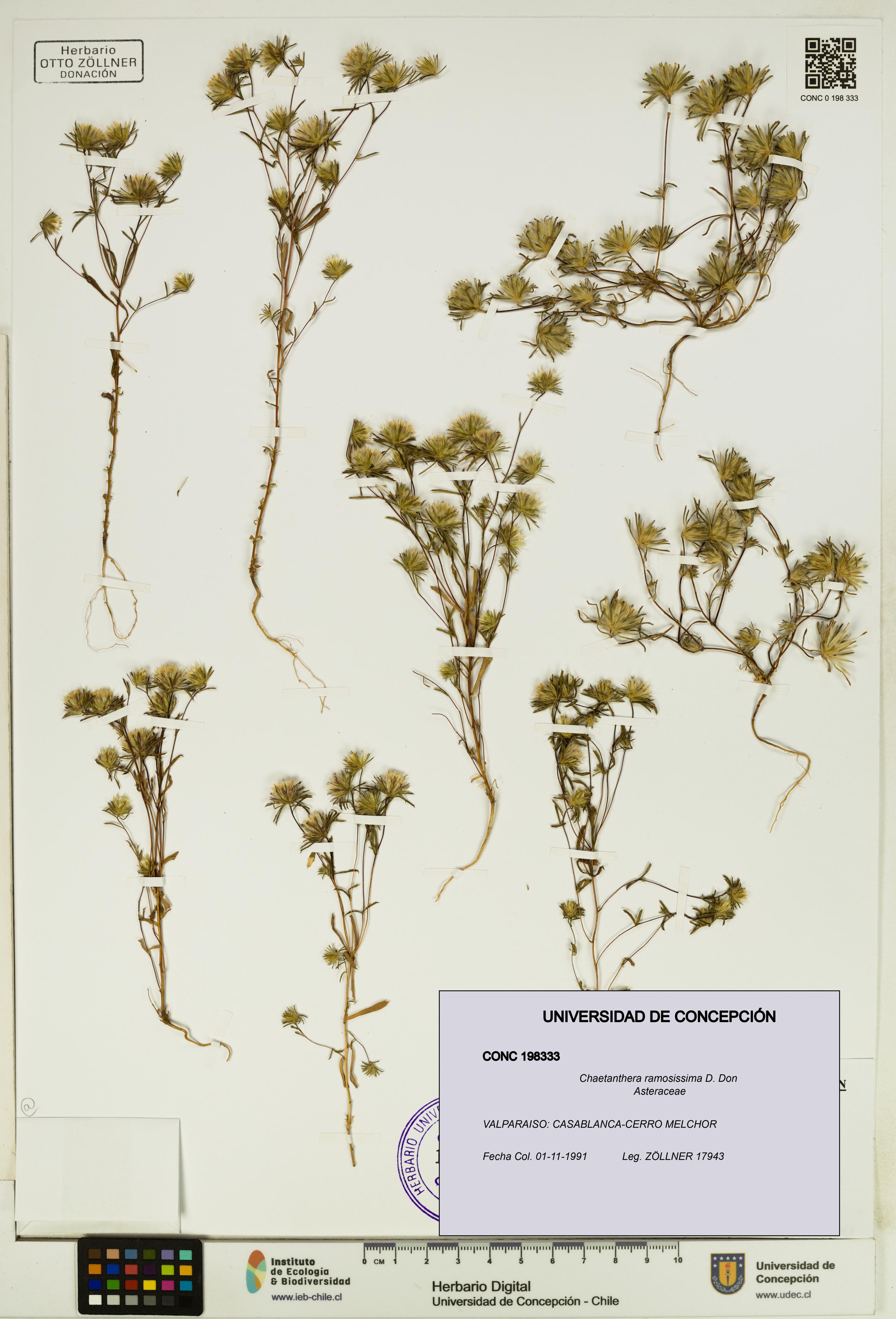 Chaetanthera ramosissima [Espécimen: UDEC:CONC:0198333]