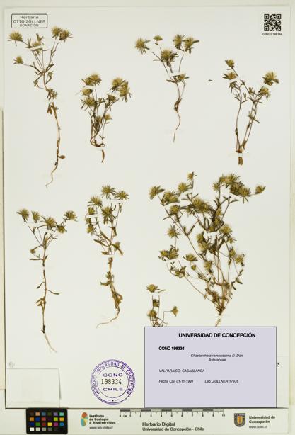 Chaetanthera ramosissima [Espécimen: UDEC:CONC:0198334]