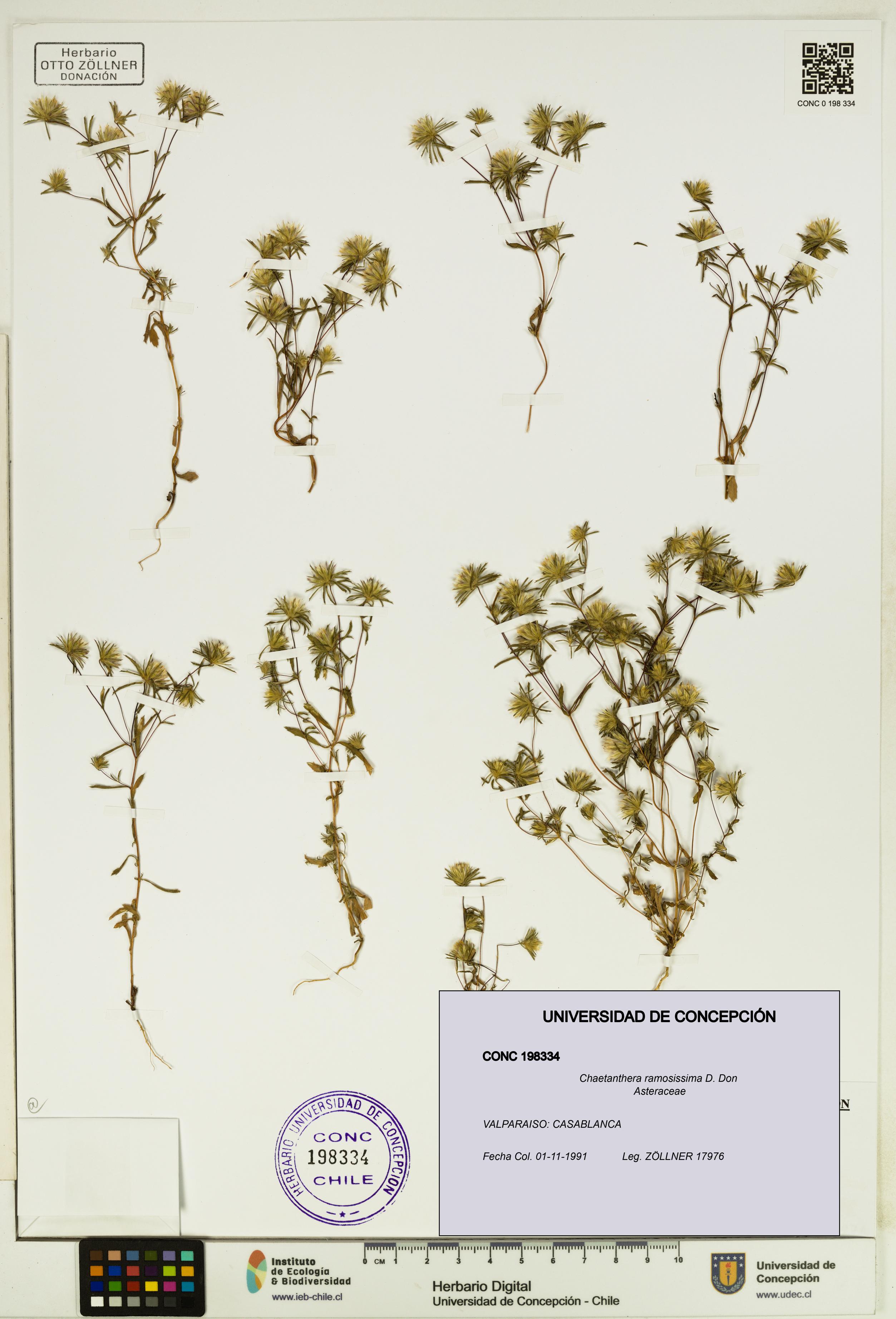 Chaetanthera ramosissima [Espécimen: UDEC:CONC:0198334]