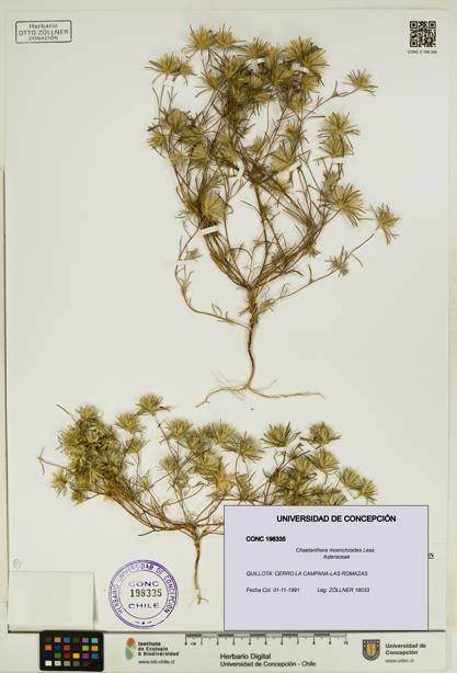 Chaetanthera moenchioides [Espécimen: UDEC:CONC:0198335]
