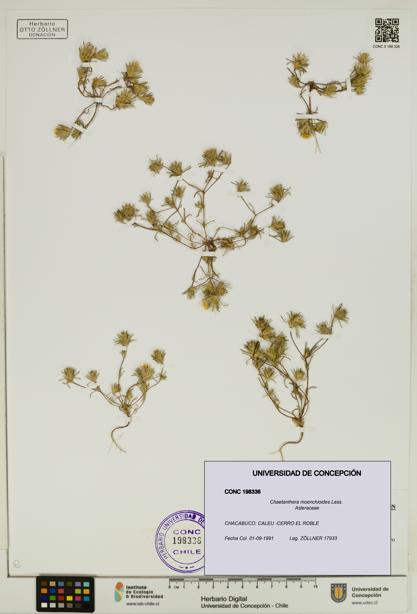 Chaetanthera moenchioides [Espécimen: UDEC:CONC:0198336]