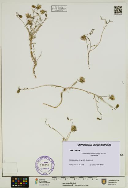 Chaetanthera linearis [Espécimen: UDEC:CONC:0198338]
