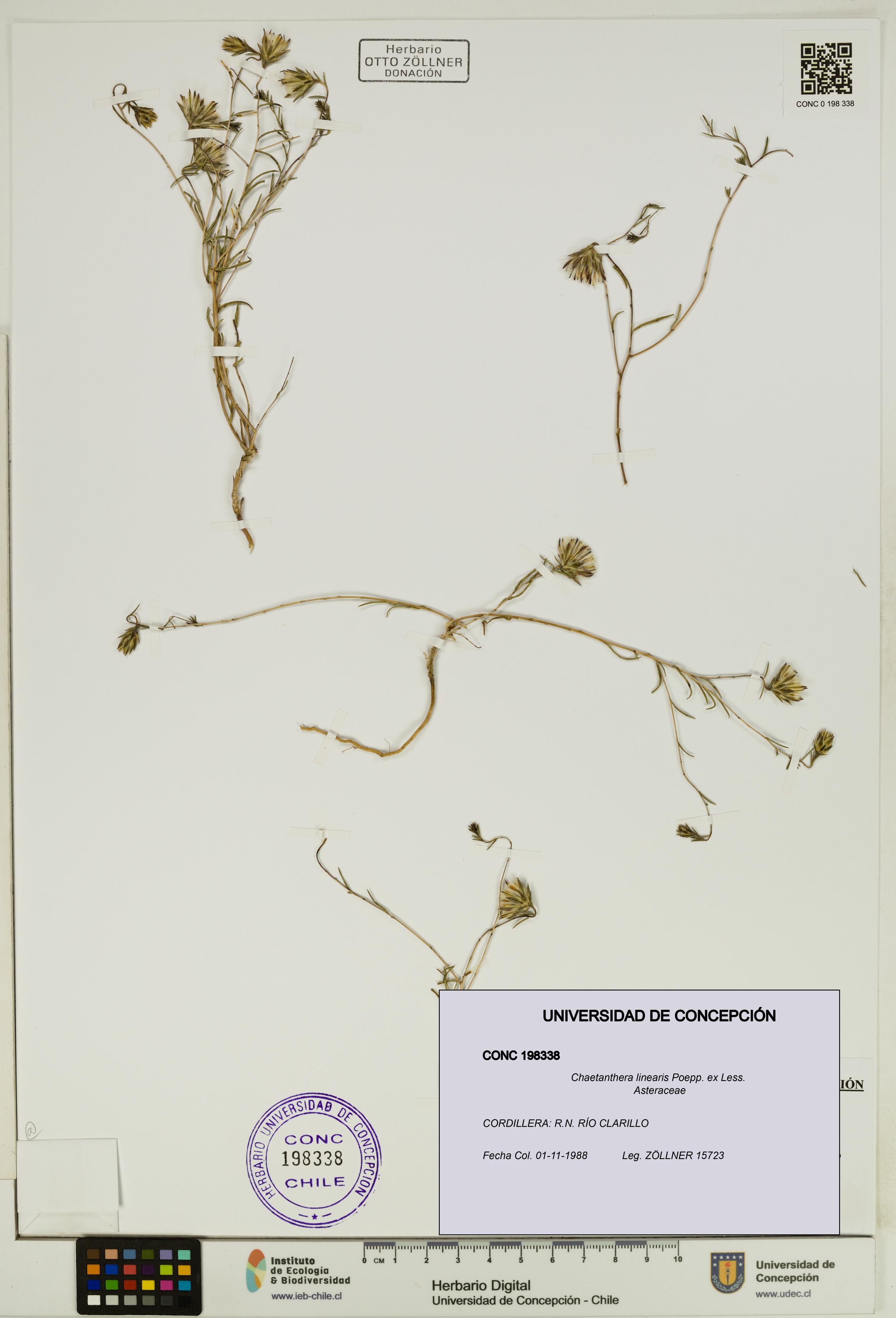 Chaetanthera linearis [Espécimen: UDEC:CONC:0198338]