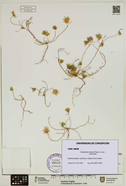 Chaetanthera linearis [Espécimen: UDEC:CONC:0198339]
