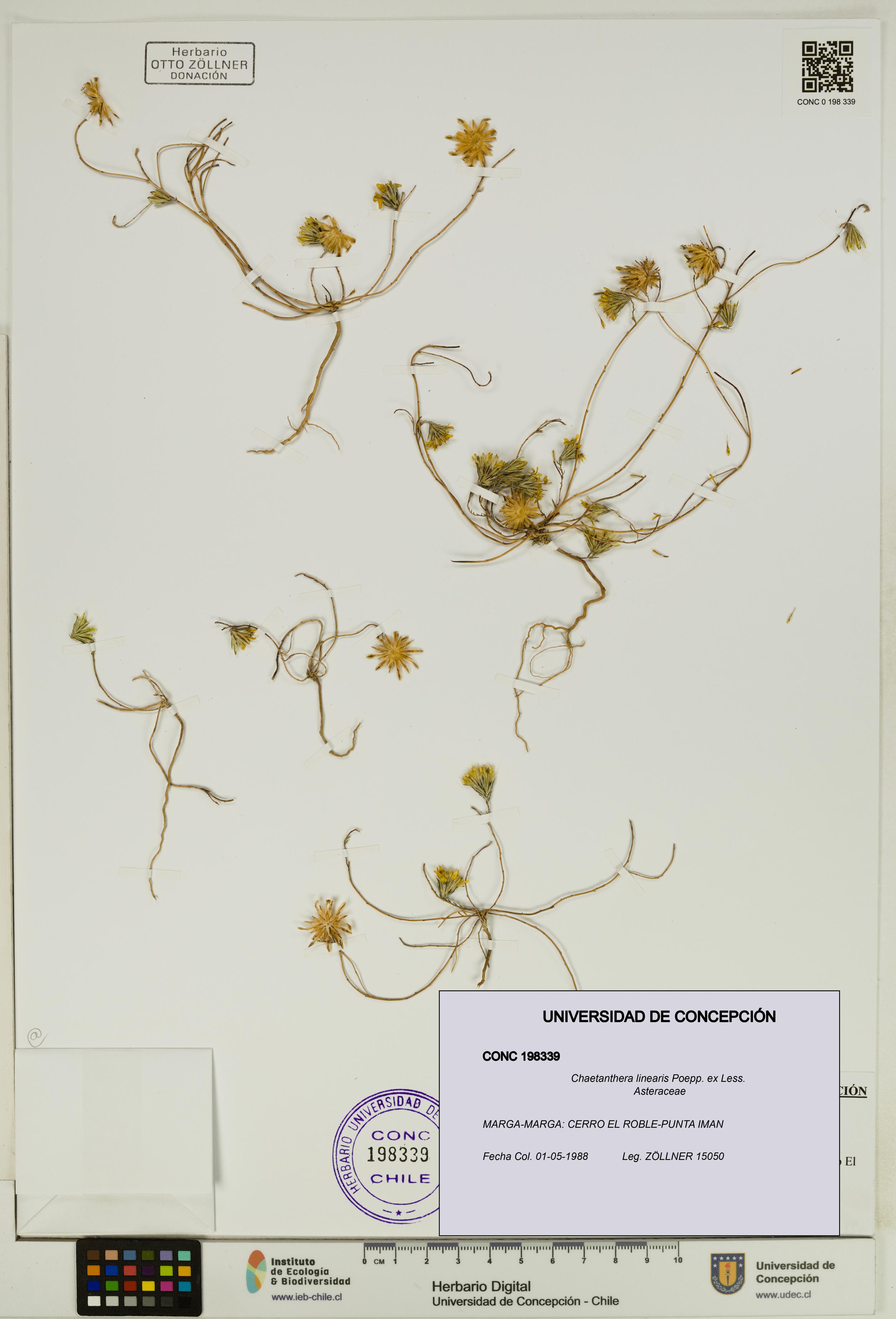 Chaetanthera linearis [Espécimen: UDEC:CONC:0198339]