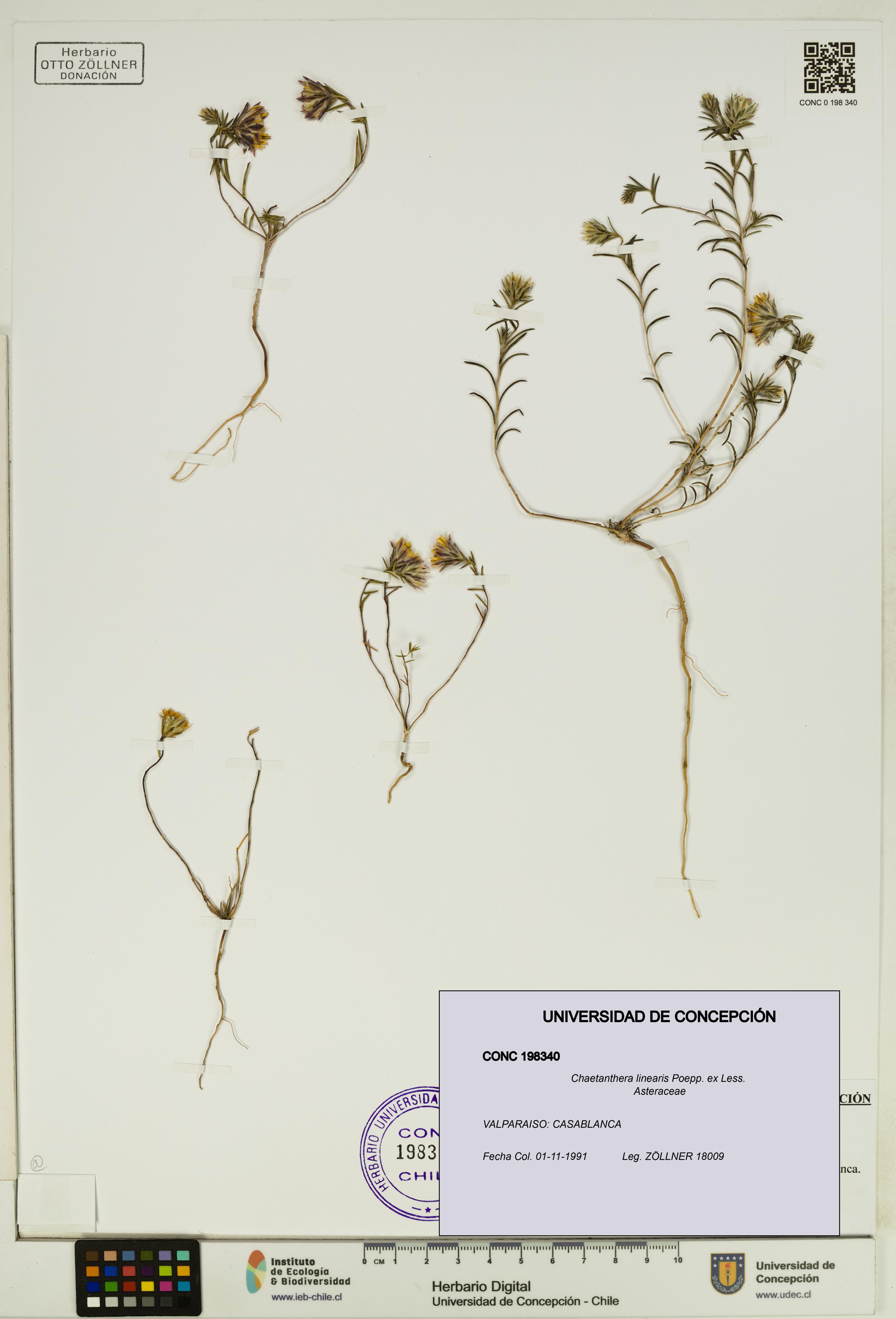Chaetanthera linearis [Espécimen: UDEC:CONC:0198340]