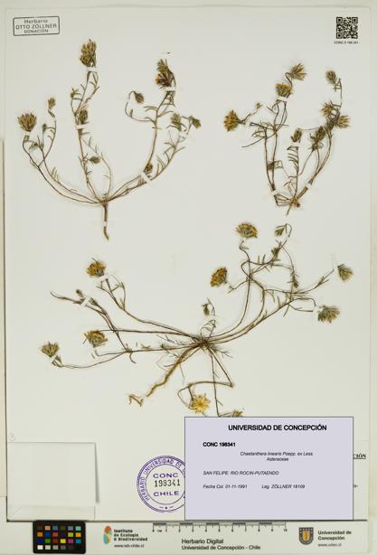 Chaetanthera linearis [Espécimen: UDEC:CONC:0198341]