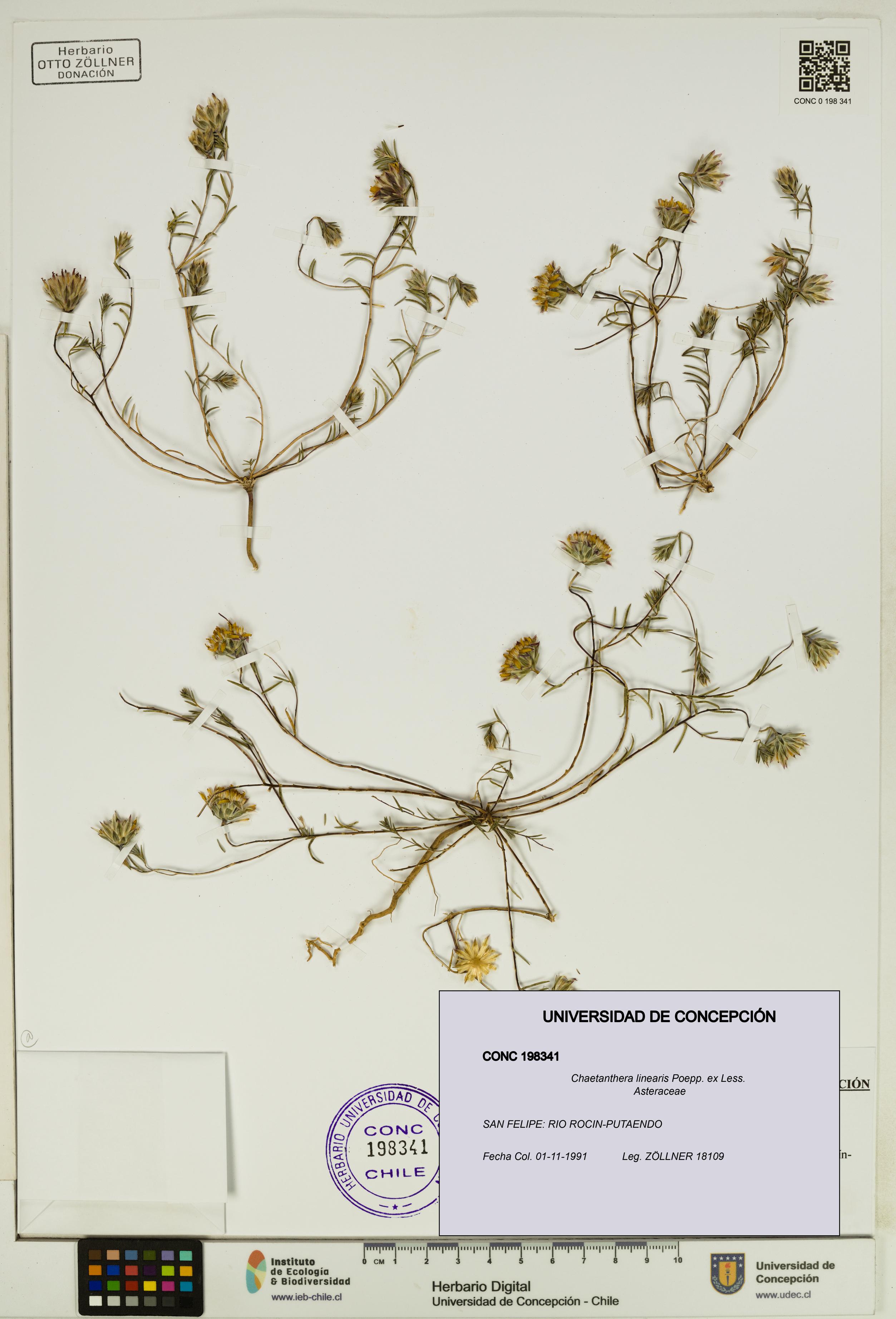 Chaetanthera linearis [Espécimen: UDEC:CONC:0198341]