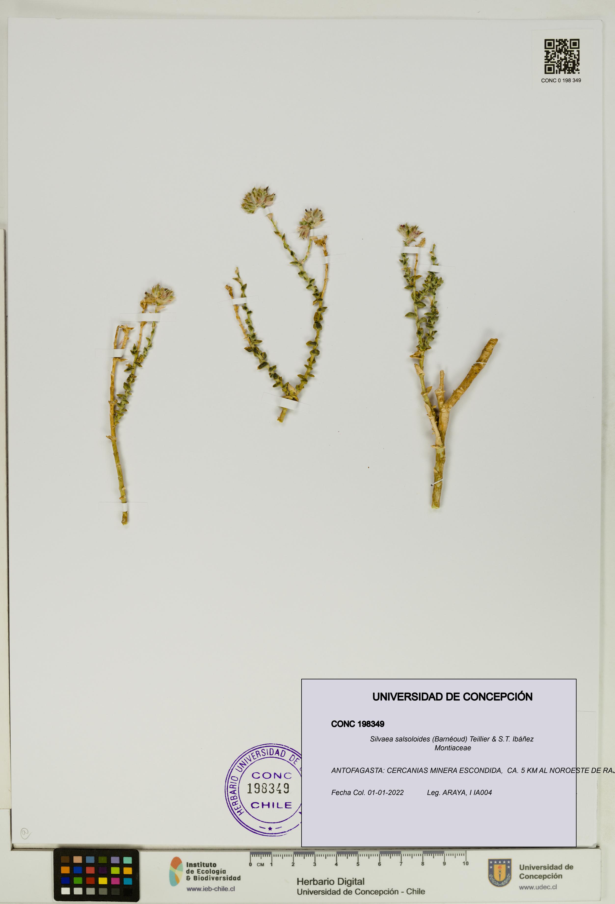 Silvaea salsoloides [Espécimen: UDEC:CONC:0198349]