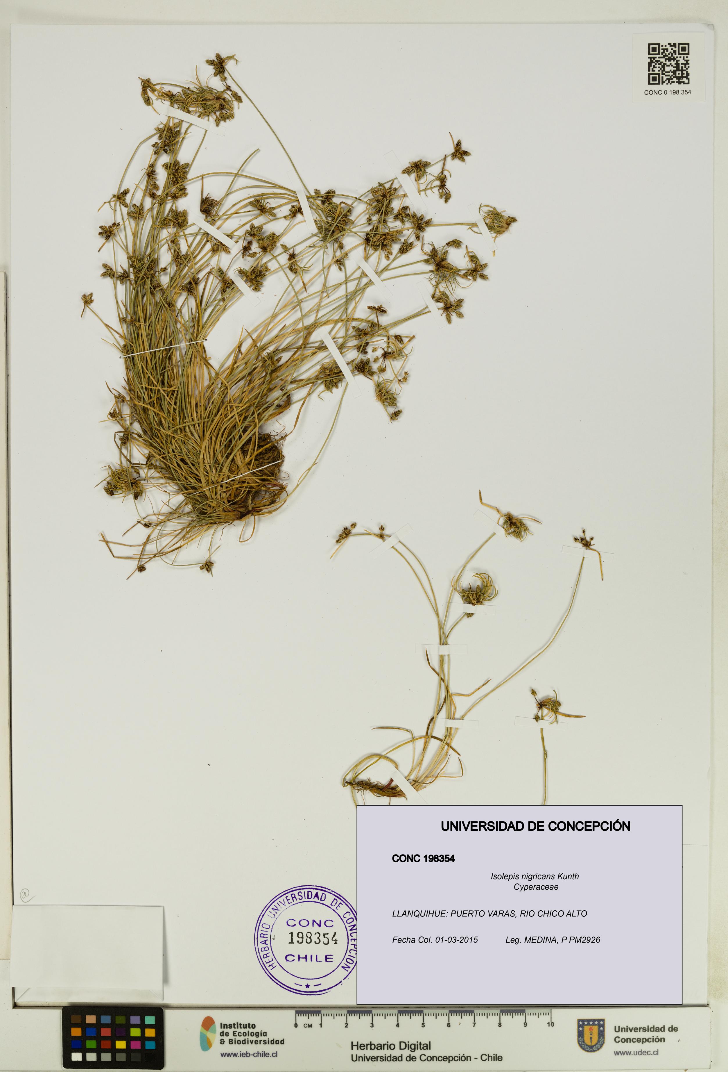 Isolepis nigricans [Espécimen: UDEC:CONC:0198354]