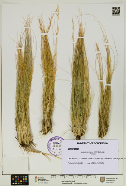 Nassella laevissima [Espécimen: UDEC:CONC:0198384]