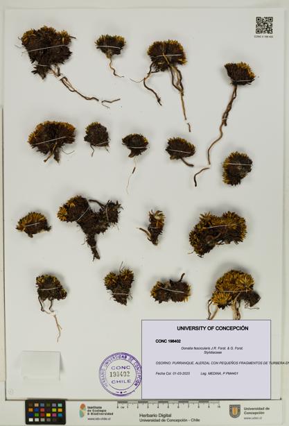 Donatia fascicularis [Espécimen: UDEC:CONC:0198402]