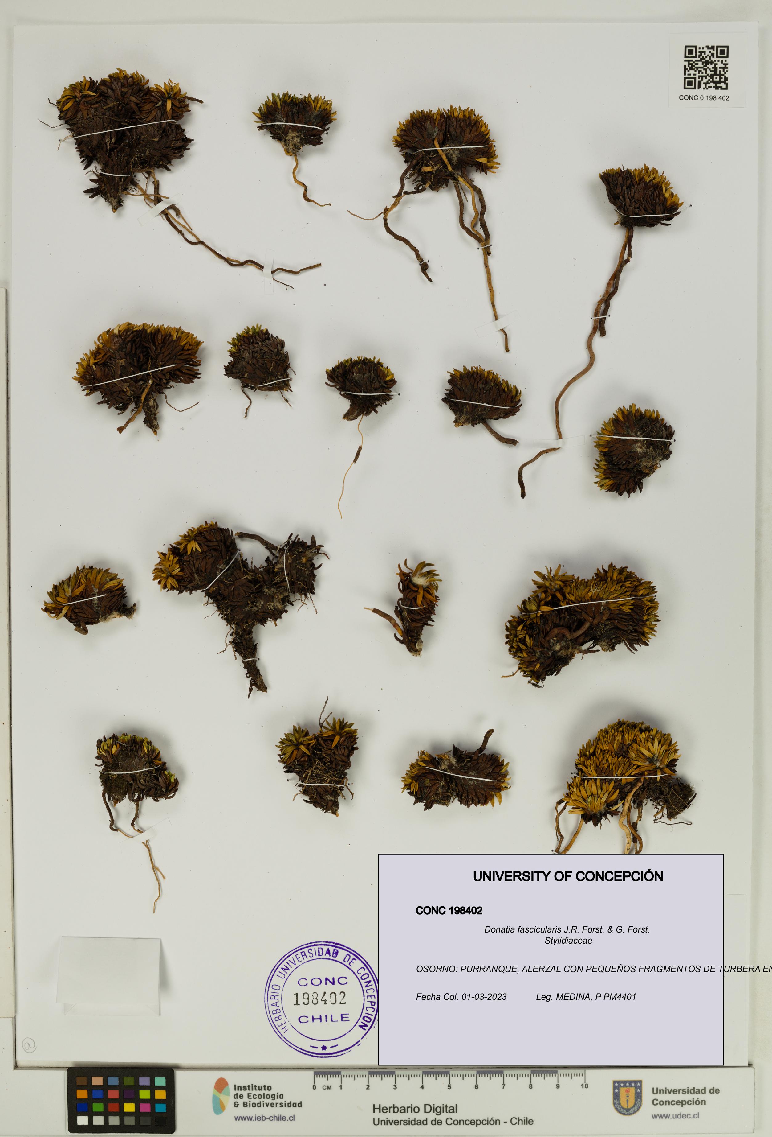 Donatia fascicularis [Espécimen: UDEC:CONC:0198402]