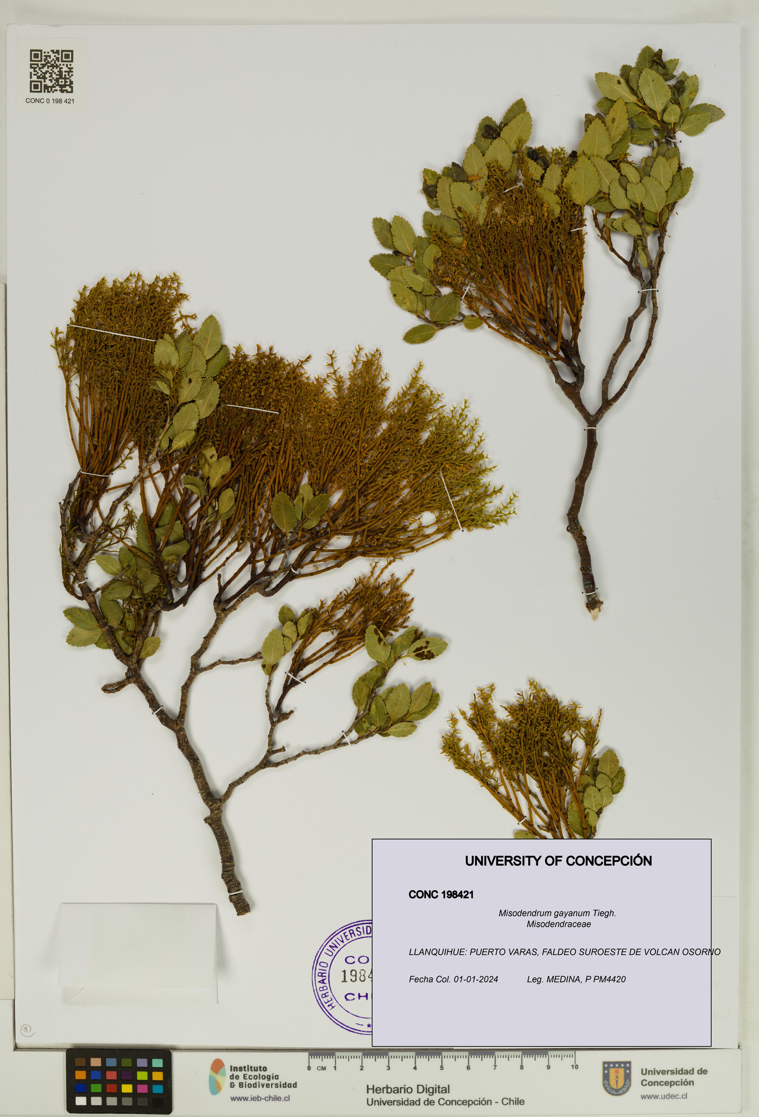 Misodendrum gayanum [Espécimen: UDEC:CONC:0198421]