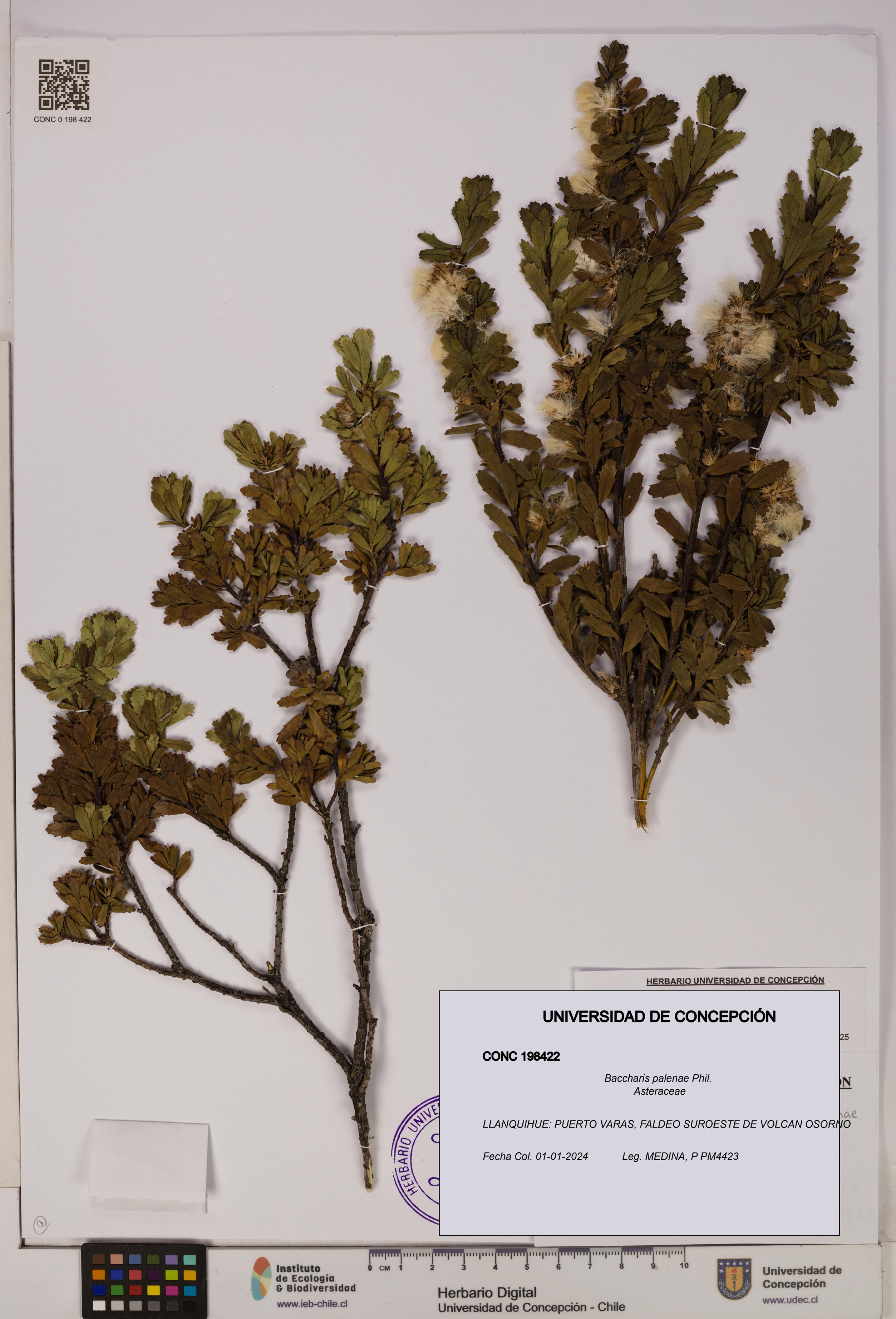Baccharis patagonica [Espécimen: UDEC:CONC:0198422]