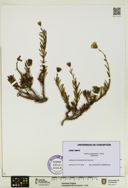 Senecio pachyphyllos [Espécimen: UDEC:CONC:0198473]