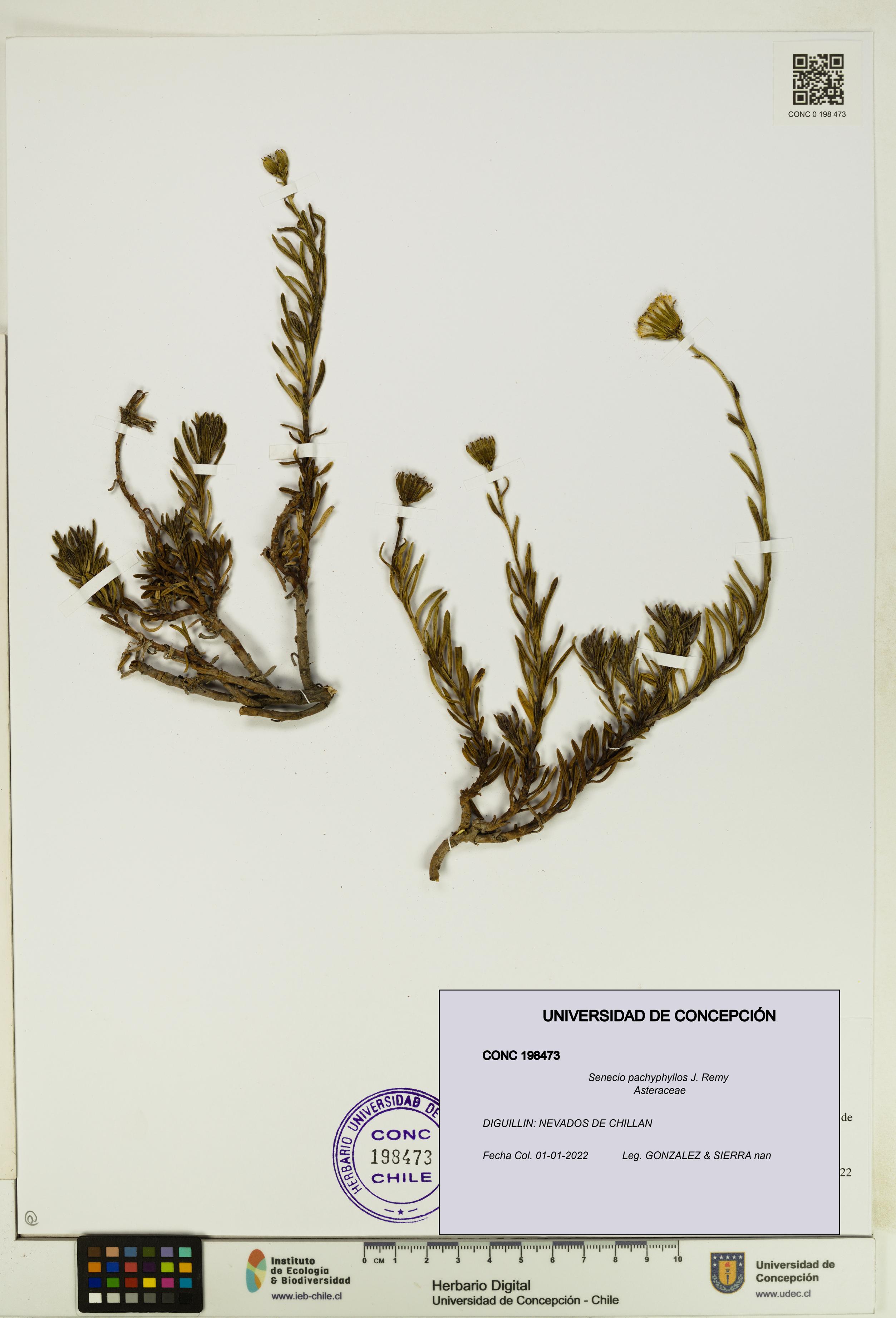 Senecio pachyphyllos [Espécimen: UDEC:CONC:0198473]