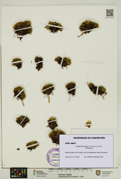 Donatia fascicularis [Espécimen: UDEC:CONC:0198478]