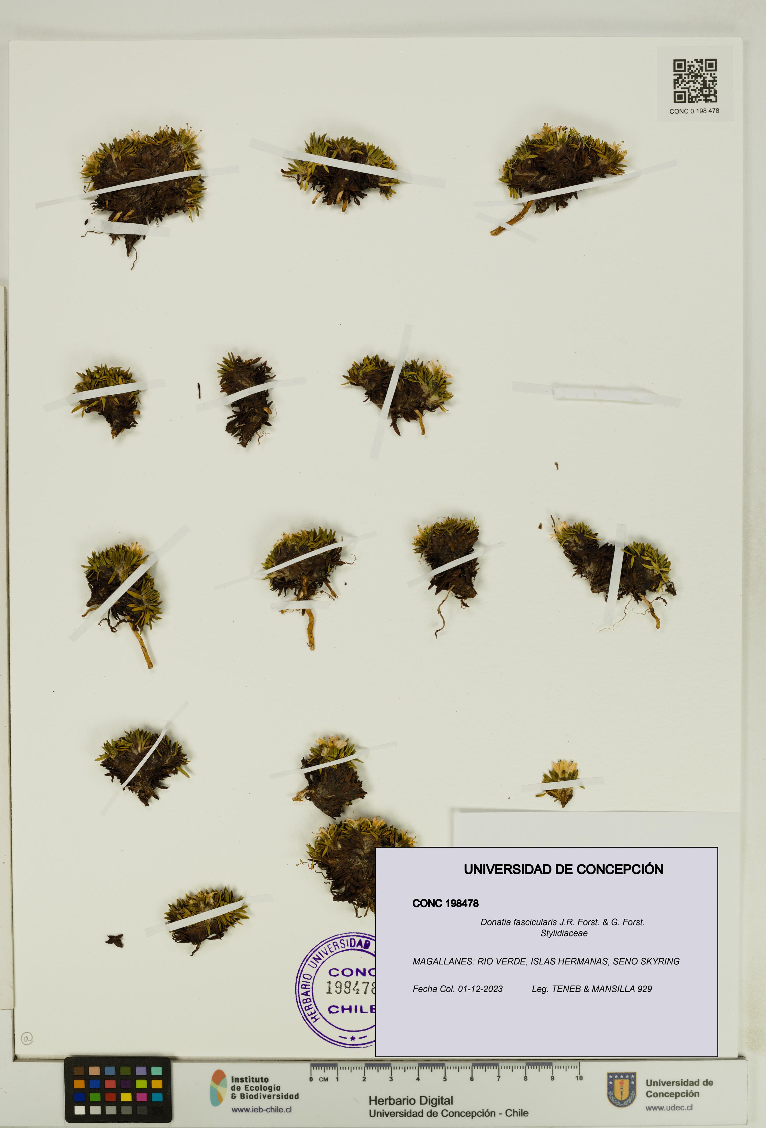 Donatia fascicularis [Espécimen: UDEC:CONC:0198478]
