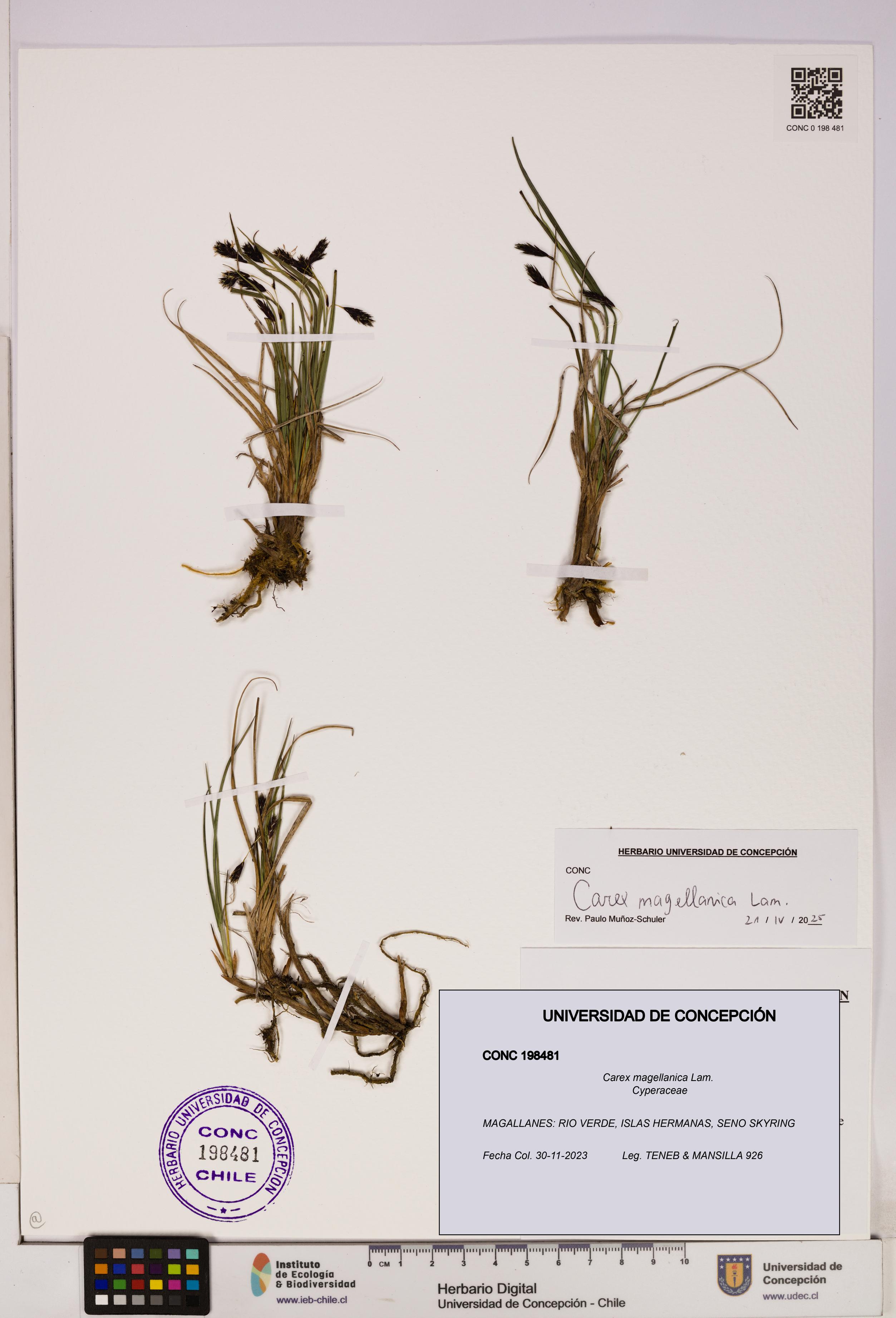 Carex magellanica [Espécimen: UDEC:CONC:0198481]