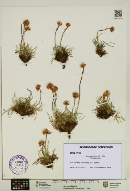 Armeria maritima [Espécimen: UDEC:CONC:0198487]