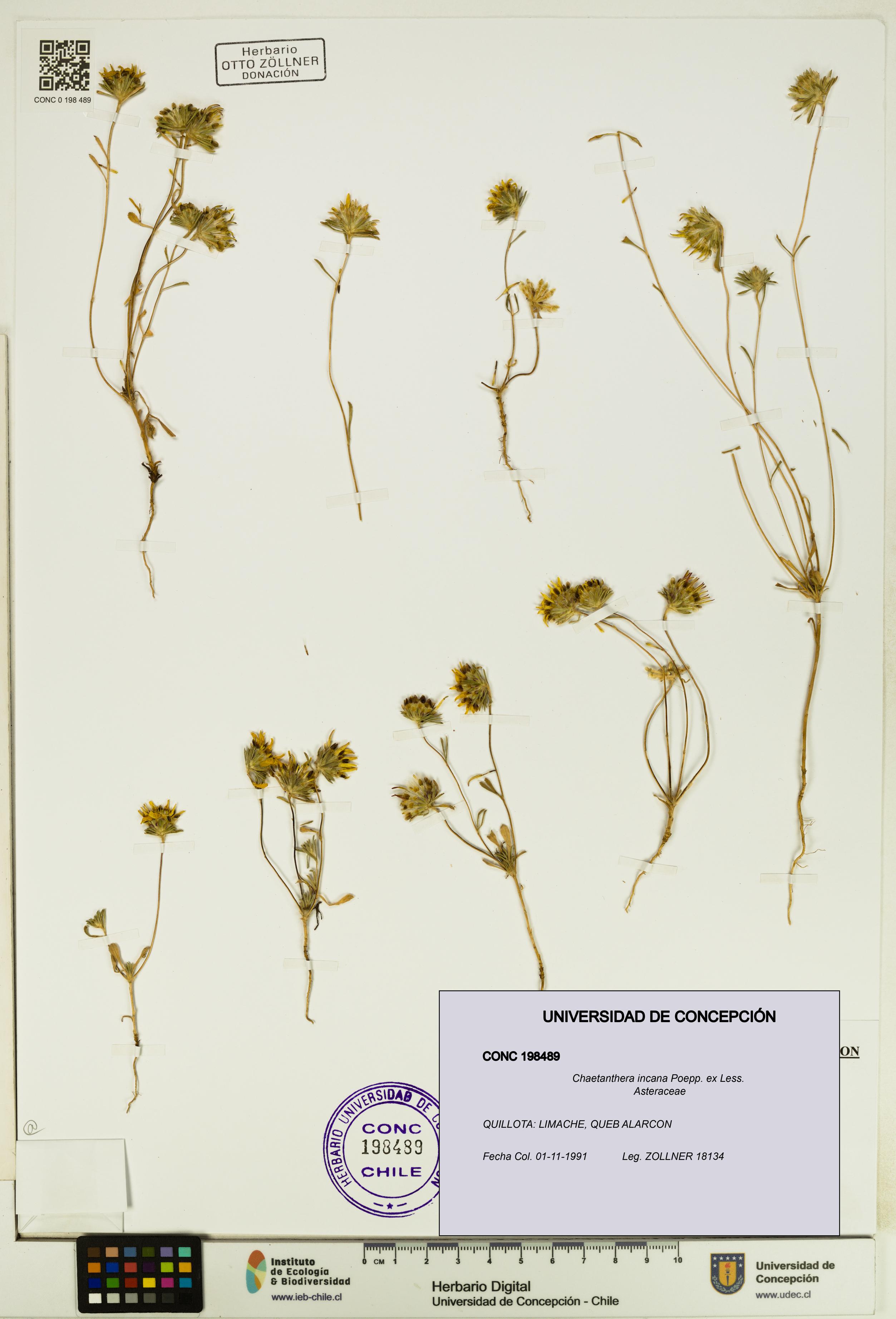 Chaetanthera incana [Espécimen: UDEC:CONC:0198489]