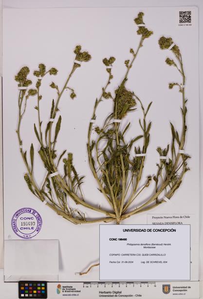 Philippiamra densiflora [Espécimen: ]