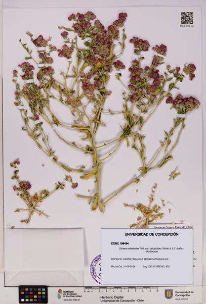 Silvaea celosioides var. celosioides [Espécimen: UDEC:CONC:0198494]