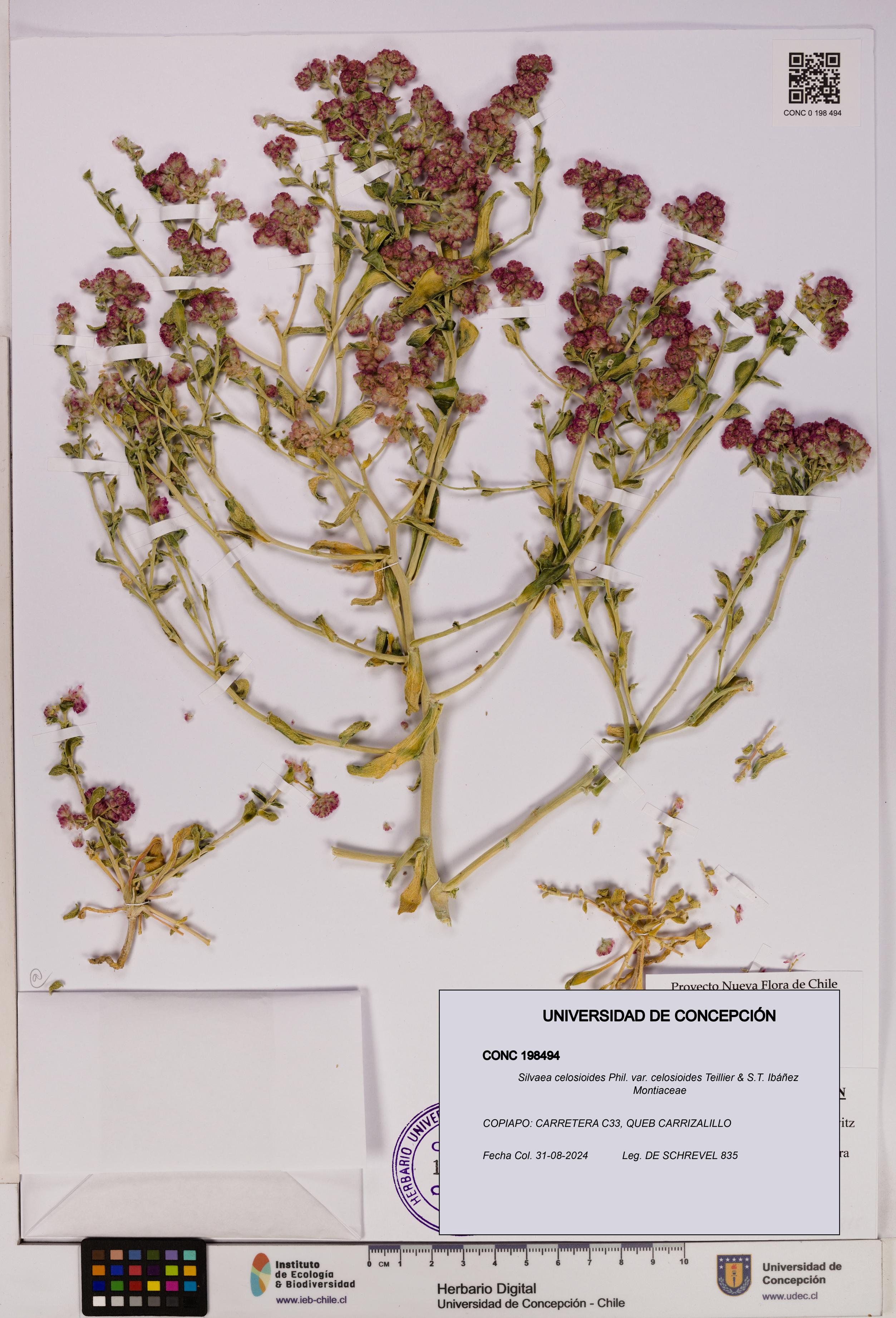 Silvaea celosioides var. celosioides [Espécimen: UDEC:CONC:0198494]