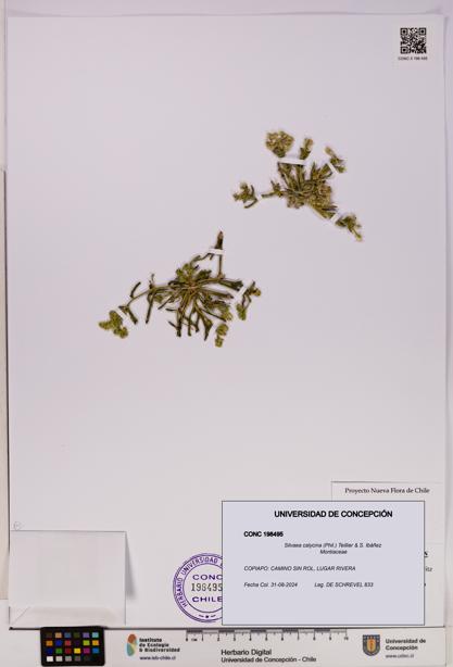 Silvaea calycina [Espécimen: UDEC:CONC:0198495]