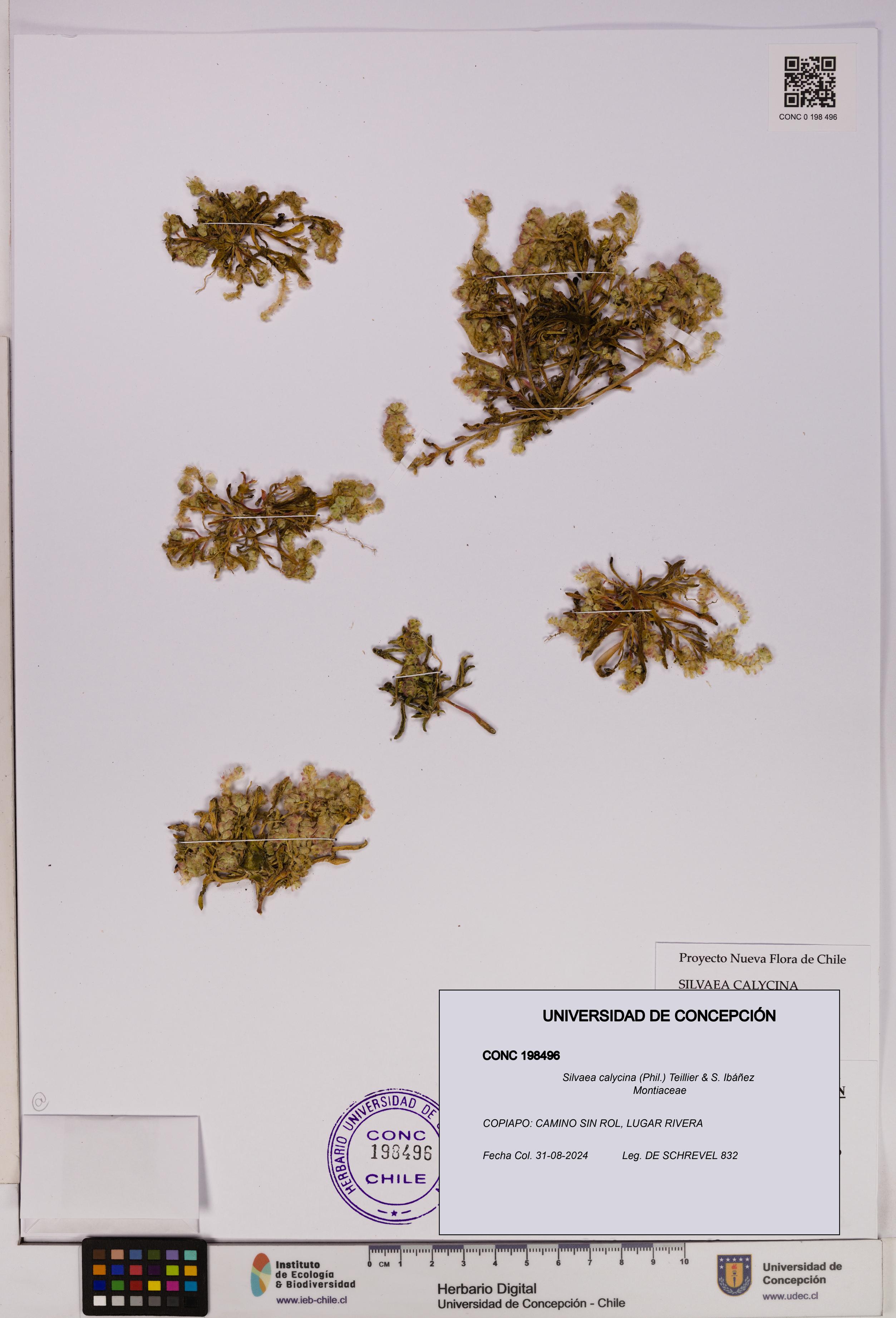 Silvaea calycina [Espécimen: UDEC:CONC:0198496]