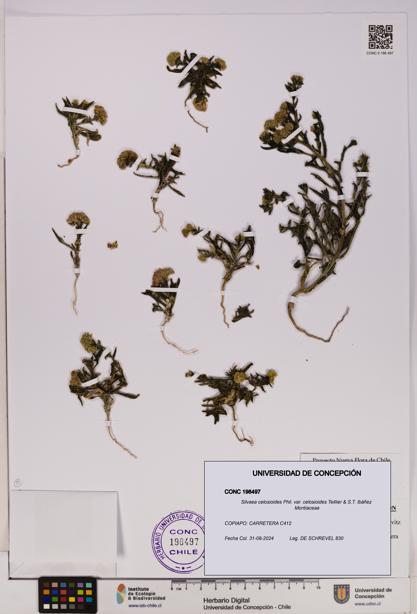 Silvaea celosioides var. celosioides [Espécimen: UDEC:CONC:0198497]